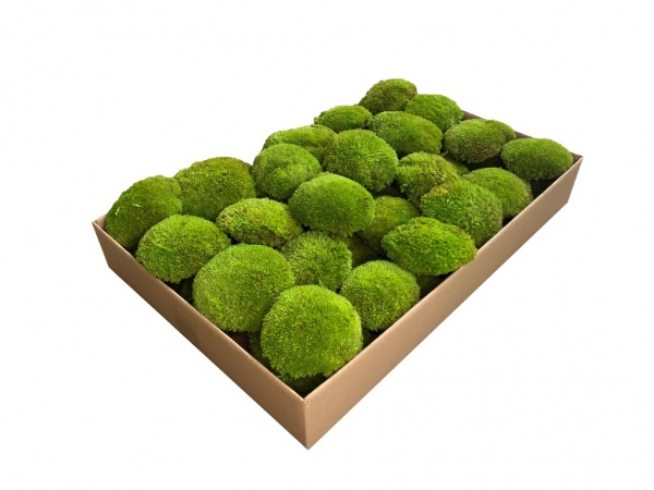 Premium Preserved Alpine ( Tyrolean ) Pillow Moss - Bun Moss, Bulk Box - 0.5 m2 of moss.  Light Green.